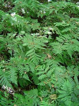 Image of mother ferns and dotted ferns