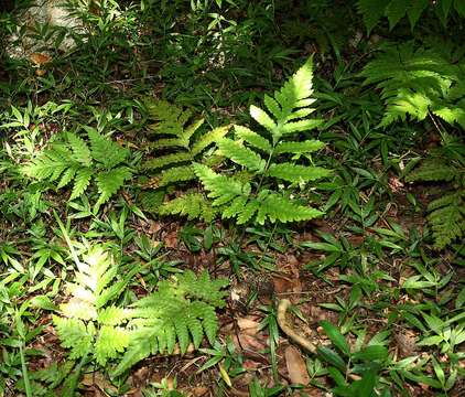 Image of mother ferns and dotted ferns