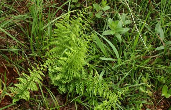 Image of ladyfern