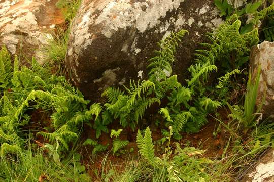 Image of ladyfern