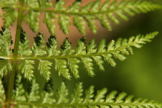 Image of ladyfern