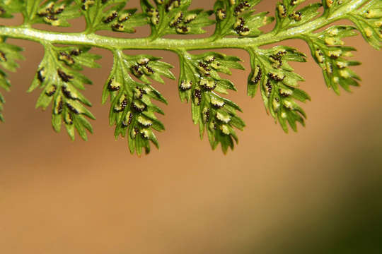 Image of ladyfern