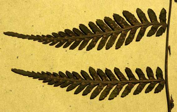 Arthropteris resmi