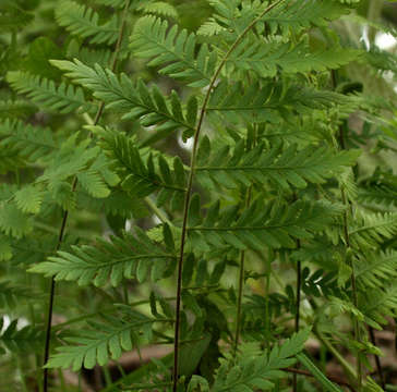 Arthropteris resmi