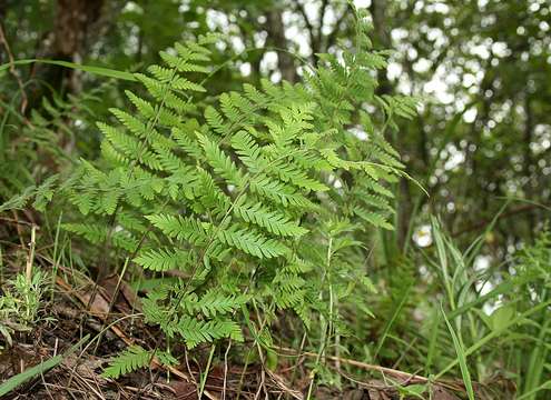 Arthropteris resmi