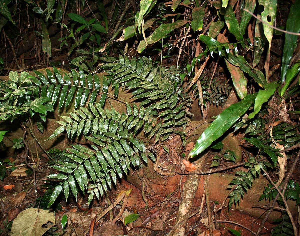 Image of fringedferns