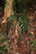 Image of fringedferns