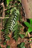 Image of fringedferns