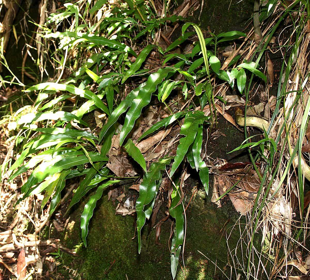 Imagem de Elaphoglossum acrostichoides (Hook. & Grev.) Schelpe