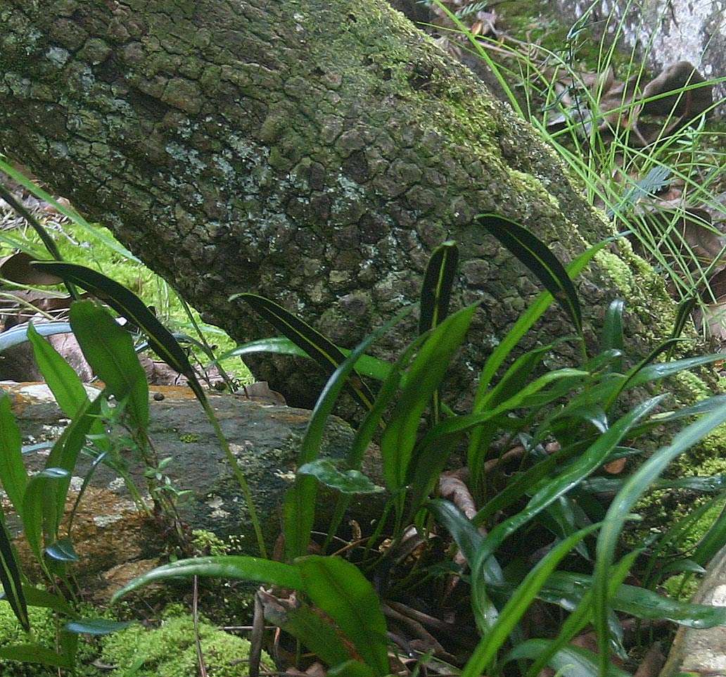 Imagem de Elaphoglossum acrostichoides (Hook. & Grev.) Schelpe