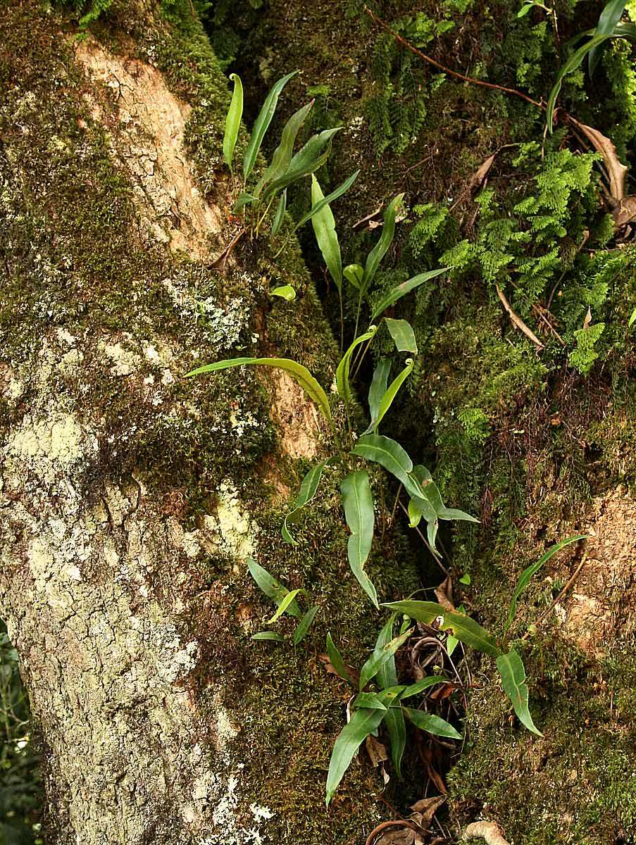 Elaphoglossum acrostichoides (Hook. & Grev.) Schelpe resmi