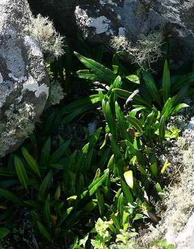 Image of Elaphoglossum acrostichoides (Hook. & Grev.) Schelpe
