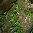 Image of Elaphoglossum aubertii (Desv.) Moore