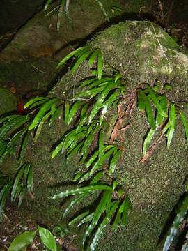 Imagem de Elaphoglossum aubertii (Desv.) Moore