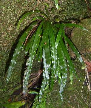 Image of Elaphoglossum aubertii (Desv.) Moore