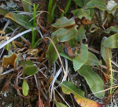 صورة Elaphoglossum deckenii (Kuhn) C. Chr.