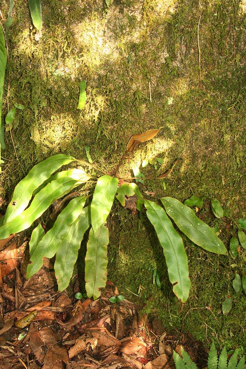 Image of Elaphoglossum hybridum (Bory) Brack.