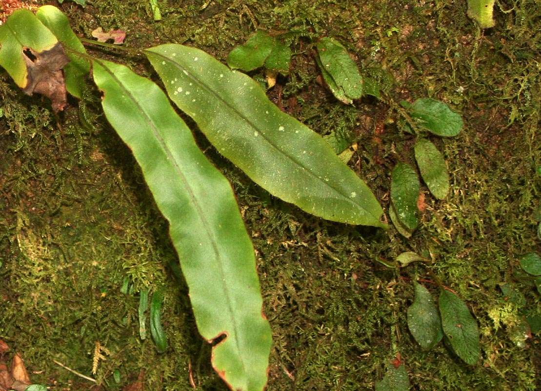 Image of Elaphoglossum hybridum (Bory) Brack.
