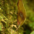 Imagem de Elaphoglossum hybridum (Bory) Brack.
