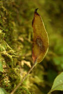 Image of Elaphoglossum hybridum (Bory) Brack.