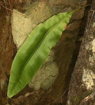 Elaphoglossum macropodium (Fée) T. Moore resmi
