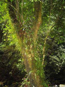 Sivun Elaphoglossum lancifolium (Desv.) C. V. Morton kuva