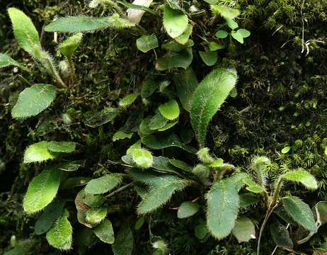 Image of <i>Elaphoglossum <i>spathulatum</i></i> (Bory) T. Moore var. spathulatum