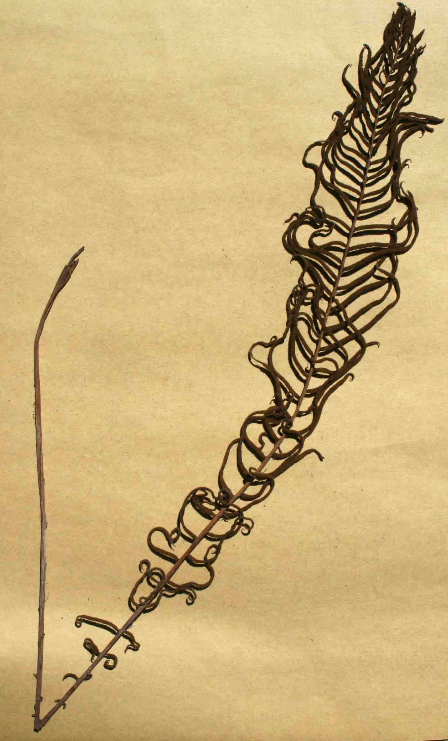 Image of Lomaridium