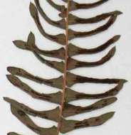 Image of <i>Blechnum <i>australe</i></i> L. ssp. australe