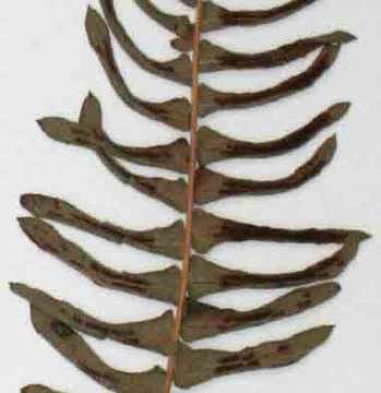 Image of <i>Blechnum <i>australe</i></i> L. ssp. australe