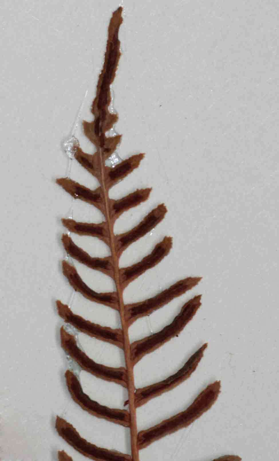 Image of <i>Blechnum <i>punctulatum</i></i> Sw. var. punctulatum