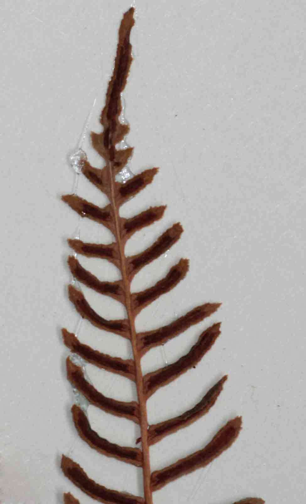 Imagem de <i>Blechnum <i>punctulatum</i></i> Sw. var. punctulatum