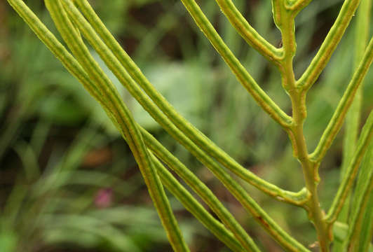 Image of Lomariocycas tabularis (Thunb.) Gasper & A. R. Sm.