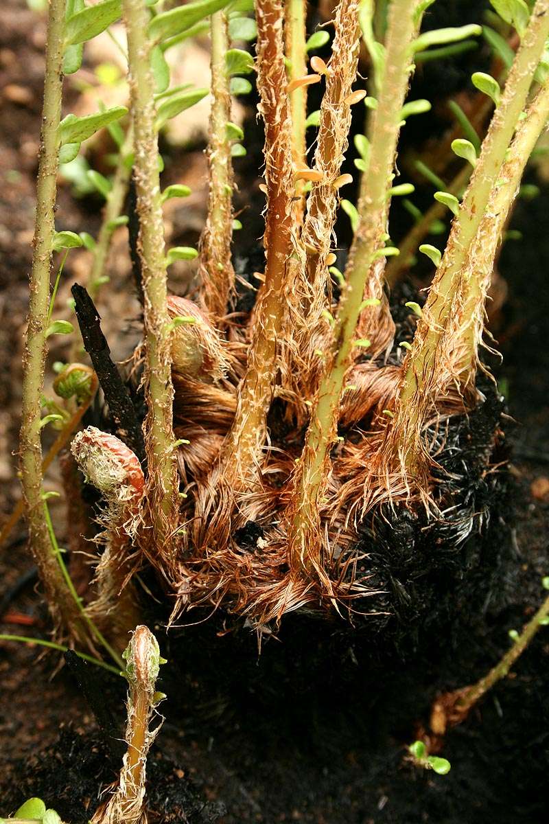 Lomariocycas tabularis (Thunb.) Gasper & A. R. Sm. resmi