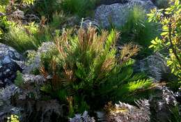 Imagem de Lomariocycas tabularis (Thunb.) Gasper & A. R. Sm.