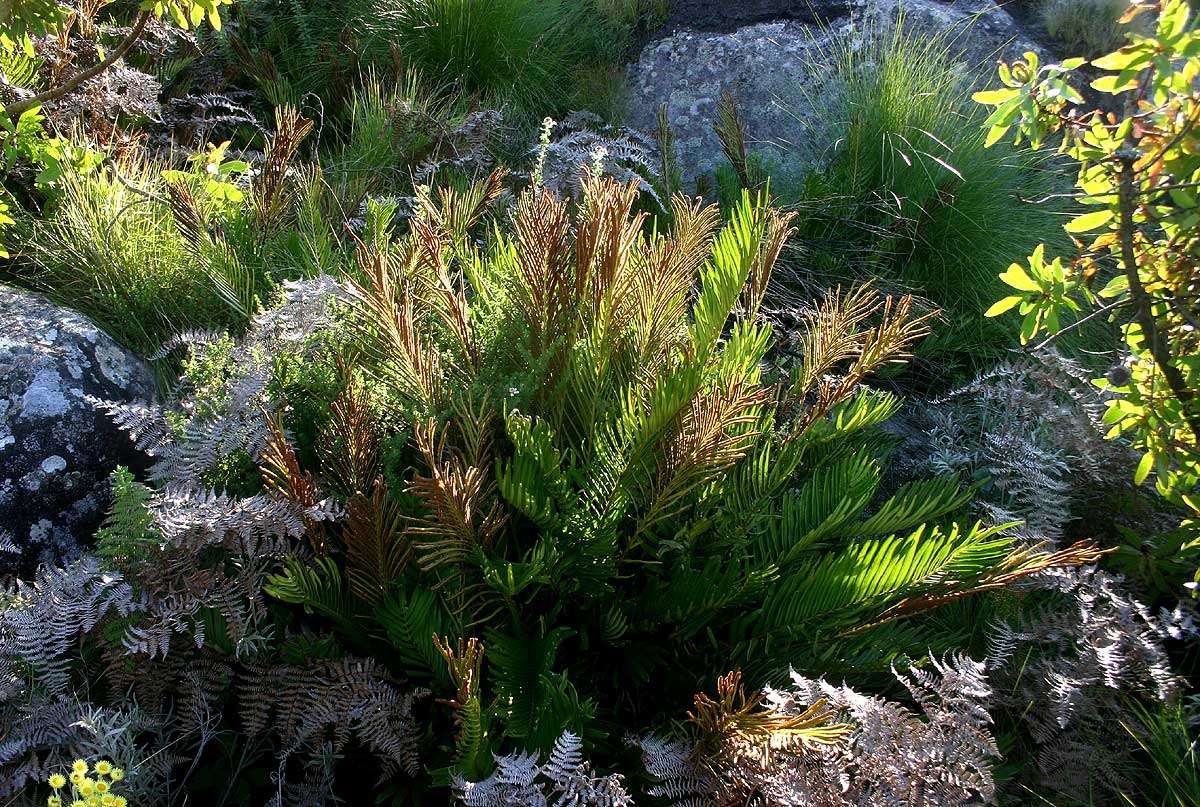 Lomariocycas tabularis (Thunb.) Gasper & A. R. Sm. resmi