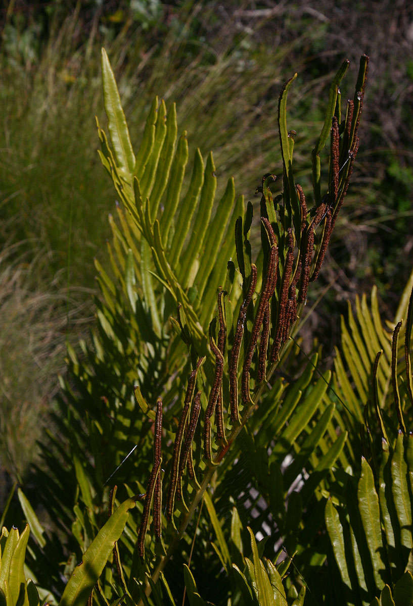 Lomariocycas tabularis (Thunb.) Gasper & A. R. Sm. resmi