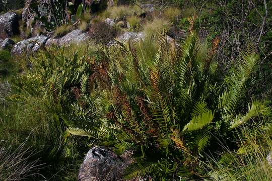 Imagem de Lomariocycas tabularis (Thunb.) Gasper & A. R. Sm.