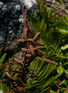 Lomariocycas tabularis (Thunb.) Gasper & A. R. Sm. resmi