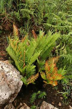 Imagem de Lomariocycas tabularis (Thunb.) Gasper & A. R. Sm.