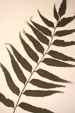 Image of Asplenium anisophyllum Kunze