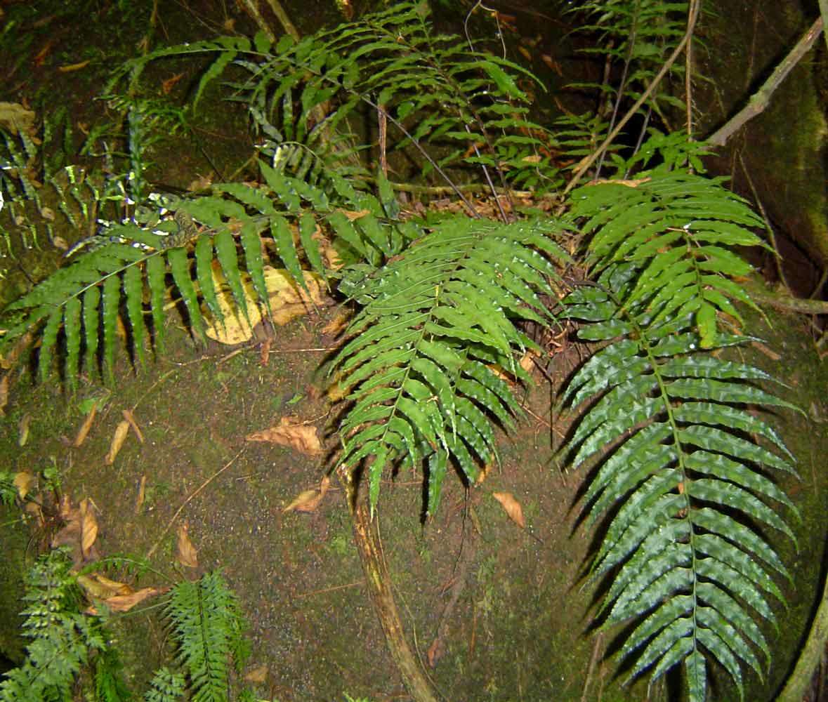 Image of Asplenium anisophyllum Kunze