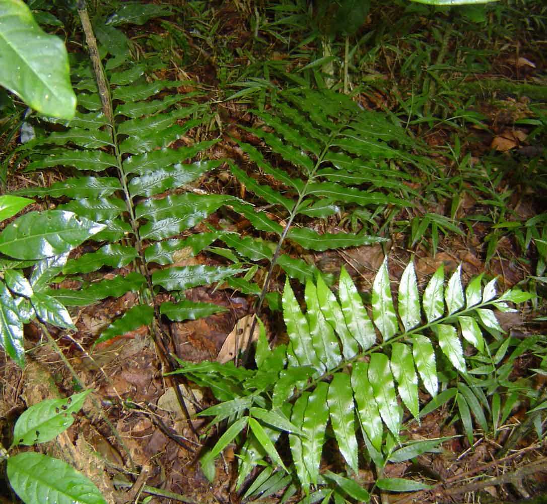 Plancia ëd Asplenium anisophyllum Kunze