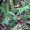 Image of Asplenium anisophyllum Kunze