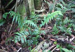 Plancia ëd Asplenium anisophyllum Kunze