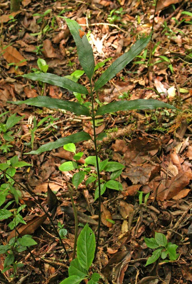 Image of Asplenium ceii Pic. Serm.