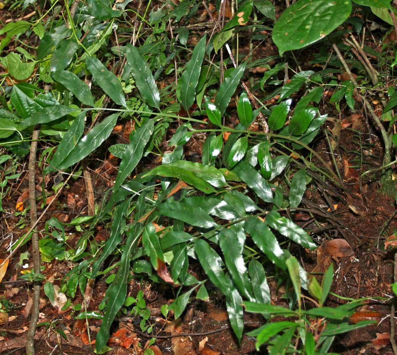 Image of Asplenium ceii Pic. Serm.