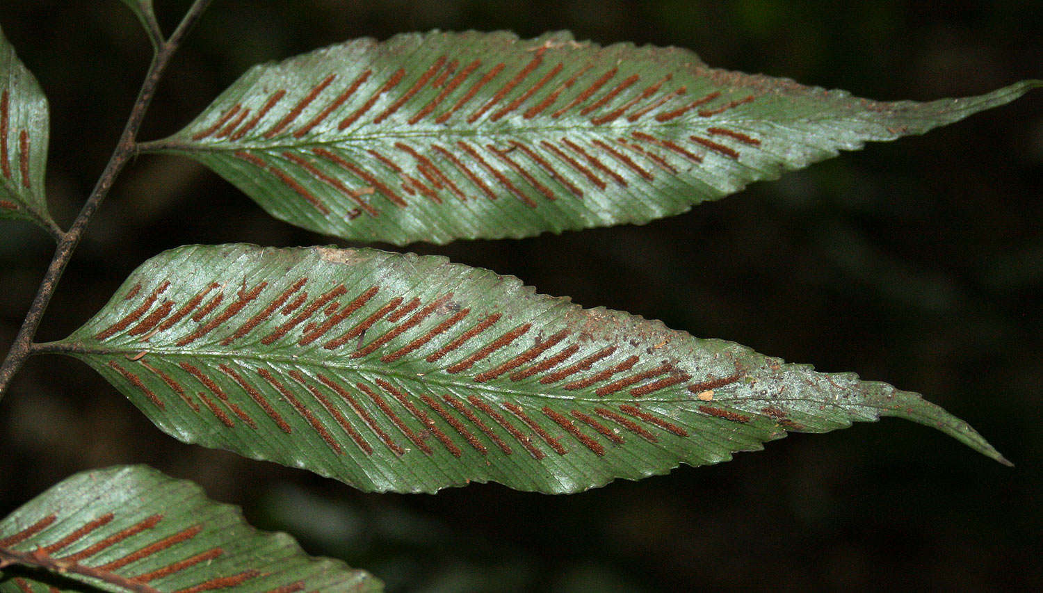 Image of Asplenium ceii Pic. Serm.