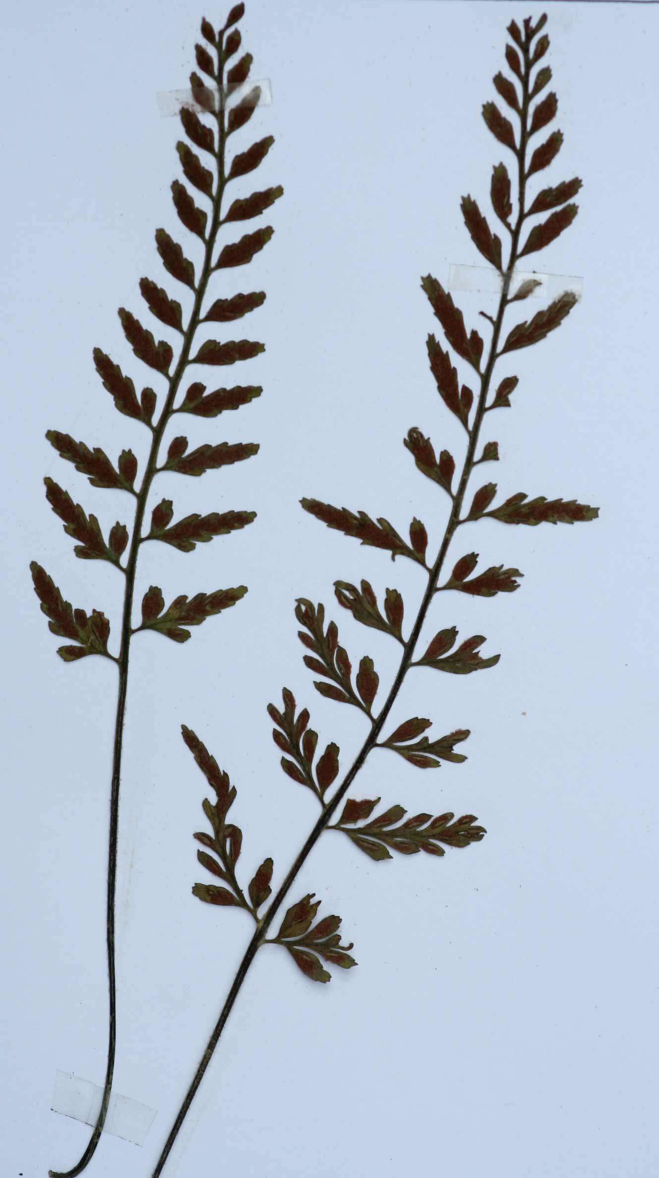 Image of Asplenium sulcatum Lam.