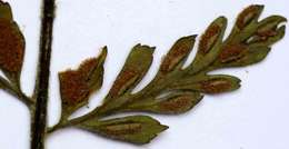 Image of Asplenium sulcatum Lam.